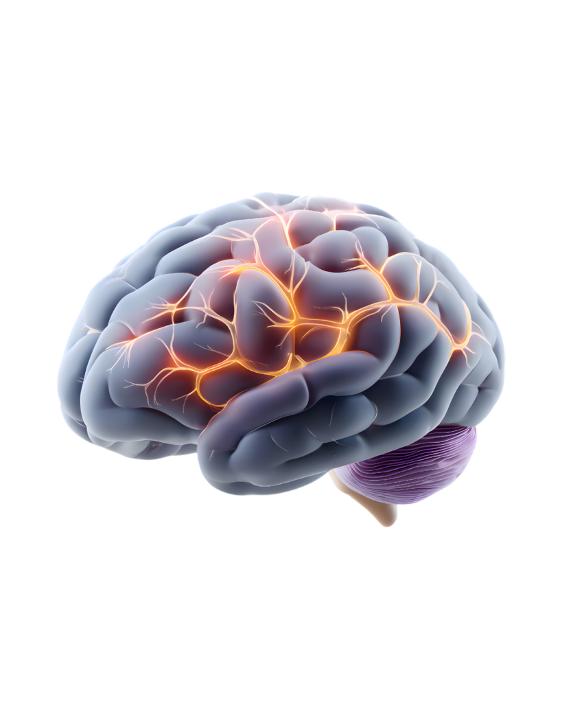 illustrates neural activity within a human brain