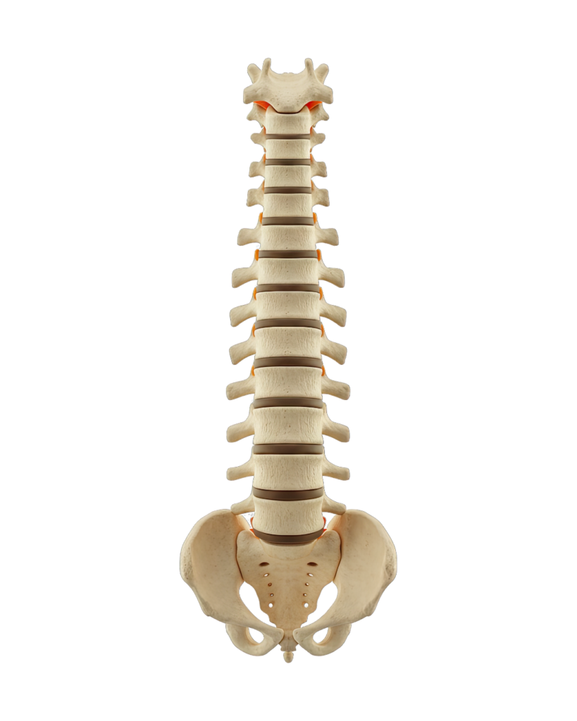 life-size anatomical human spinal column model with a pelvis